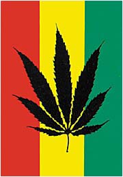 the cannabis